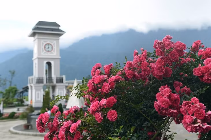 Cánh đồng hoa tím biếc tựa như vùng Provence nước Pháp trôi dạt tới, cánh đồng hoa cải vàng, cải trắng, thanh anh, cẩm tú cầu, vườn hồng cổ thơm ngát mang triệu đóa hồng nở bừng chào hạ… Sun World Fansipan Legend đang trở thành thiên đường hoa đẹp như trong cổ tích, khiến bất cứ ai đến nơi này cũng đều ngỡ ngàng.