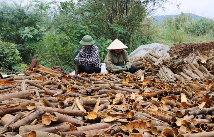 Người dân xã Hoành Mô phơi quê sau mùa thu hoạch.