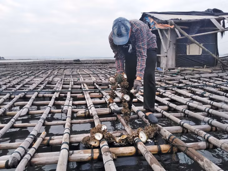 3 bè nuôi hà của gia đình anh Nguyễn Văn Hùng, tổ 12, khu Tràng Vỹ, phường Trà Cổ