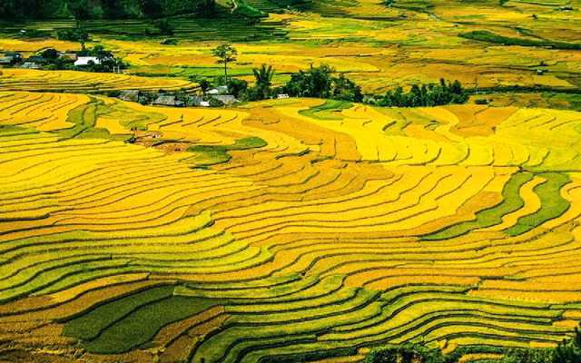 Vẻ đẹp của ruộng bậc thang Mù Cang Chải - Ảnh: dulichvietnam.vn