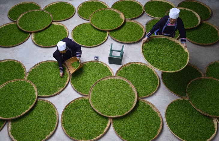 Nữ công nhân người dân tộc Dong kiểm tra lá chè tại một nhà máy sản xuất chè ở huyện Lê Bình (tỉnh Quý Châu). Theo thống kê của truyền thông địa phương, trong năm 2014, ngành chè đã tạo công việc cho hơn 60.000 công nhân nữ đến từ các làng lân cận. Thu nhập mỗi người đạt khoảng 100 nhân dân tệ một ngày. Ảnh: Reuters