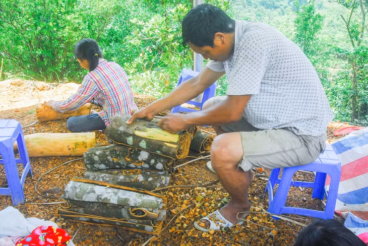 Người dân xã Quảng Lâm (Đầm Hà) sơ chế vỏ quế sau thu hoạch.