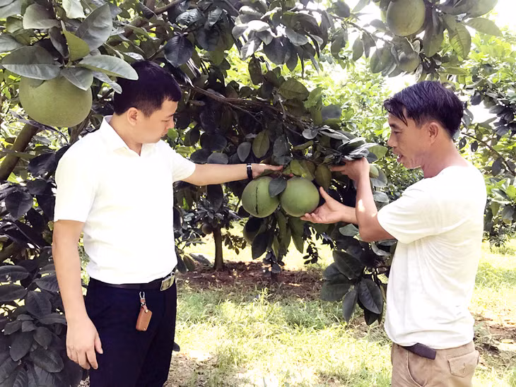 Mô hình trồng bưởi cho hiệu quả kinh tế cao ở Hoành Bồ.