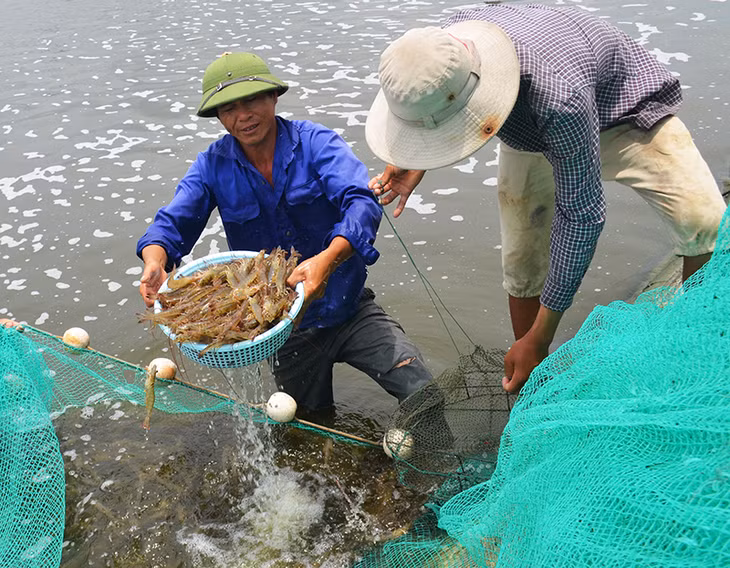Thu hoạch tôm tại TP Móng Cái
