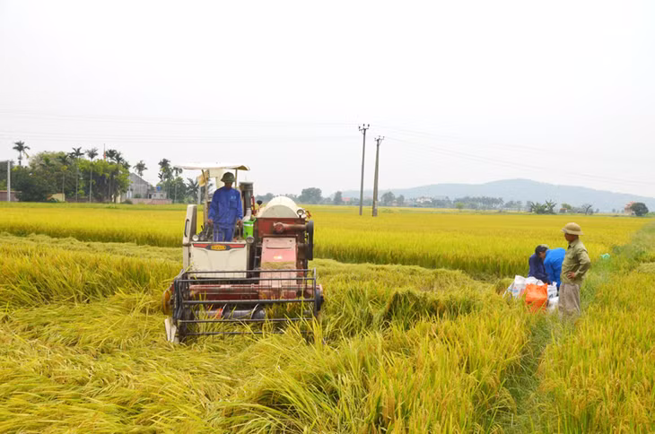 Dồn điền đổi thửa, đưa giống lúa chất lượng cao vào sản xuất giúp nâng cao giá trị sản xuất nông nghiệp là đòn bẩy để TX Đông Triều làm tốt công tác giảm nghèo (Trong ảnh: Người dân xã Hồng Phong, TX Đông Triều thu hoạch lúa Xuân năm 2018)