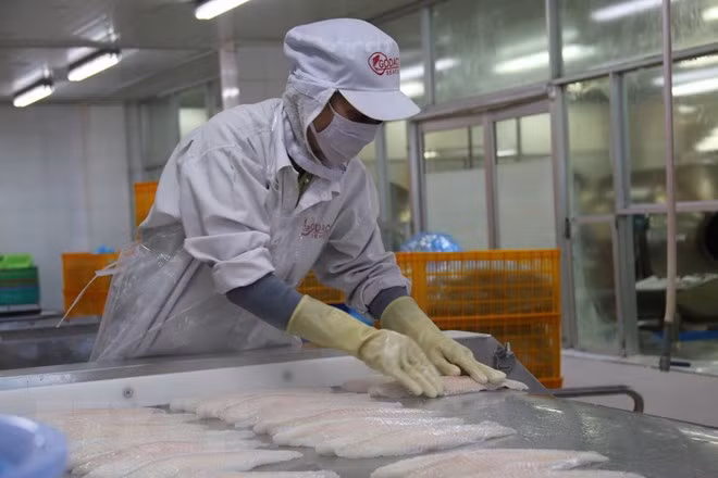 Chế biến cá tra, cá basa xuất khẩu. (Ảnh: Minh Trí/TTXVN)