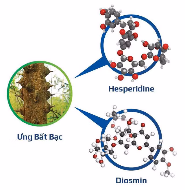 Ưng Bất Bạc chứa Hesperidine và Diosmin giúp phục hồi và tái tạo tế bào gan