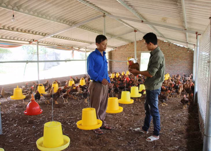 Cán bộ Huyện Đoàn Đầm Hà trao đổi với anh Trần Văn Mạnh về phương pháp
