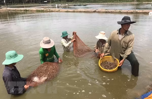 Người dân thành phố Bạc Liêu thu hoạch tôm bán cho thương lái. (Ảnh: Huỳnh Sử/TTXVN)
