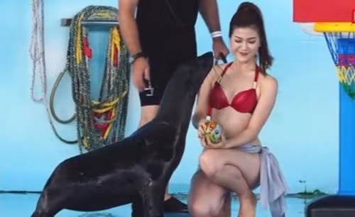 Hình ảnh MC nữ với bikini hút bình luận khán giả.