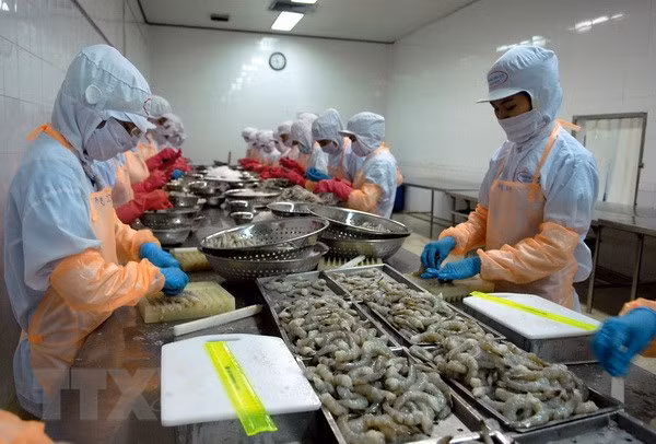 Chế biến tôm đông lạnh xuất khẩu. (Ảnh: Danh Lam/TTXVN)