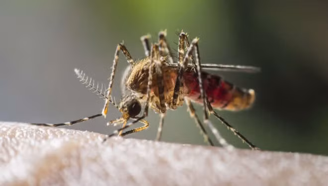 Virus Keystone vốn chỉ có ở động vật và được truyền qua muỗi vằn Florida. Ảnh: W3LiveNews.