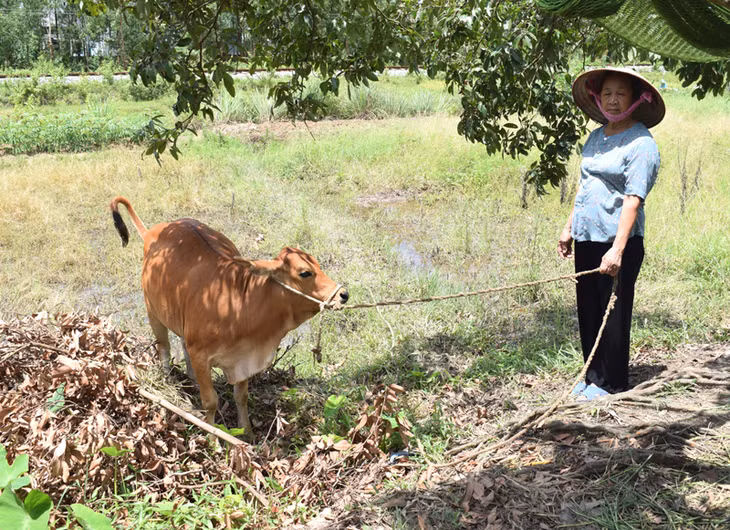 Bà cuộc sống có thêm thu nhập tốt hơn từ khi được nhận bê giống của Hội NNCĐDC/Dioxin phường Đông Mai