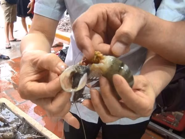 Phát hiện chất đặc sánh màu xanh đen đậm đặc trong thân và đầu Tôm. (Ảnh: Khiếu Tư/TTXVN)