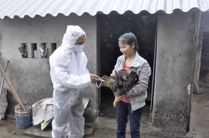 Tiêm phòng cho gia cầm là một trong những biện pháp phòng bệnh cúm trên gia cầm cũng như trên người. Ảnh: Thu Nguyệt
