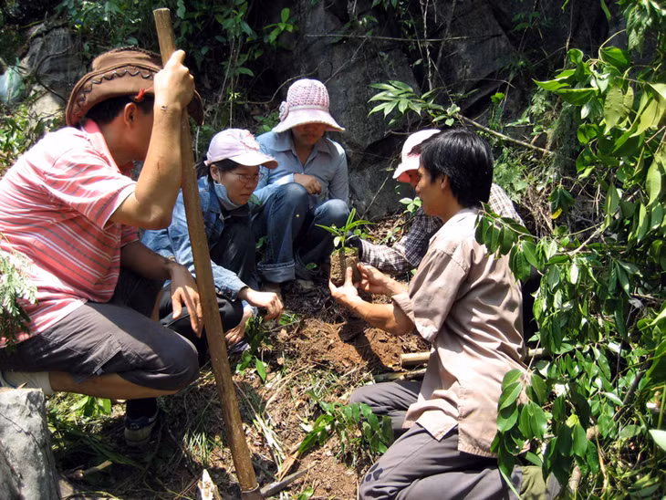 Chăm sóc cây bông mộc non tại vườn ươm thử nghiệm nhân giống cây bông mộc