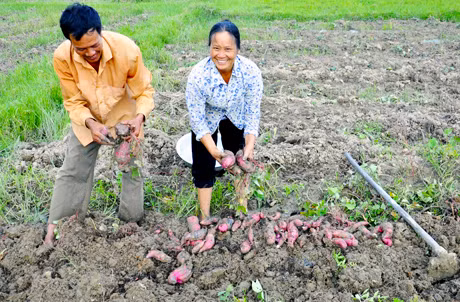 Người dân Điền Công đang thu hoạch khoai lang. 