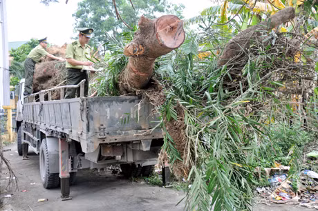 Chi cục Kiểm lâm tỉnh bắt giữ một vụ vận chuyển cây rừng để làm cảnh trái phép, tháng 4-2012.