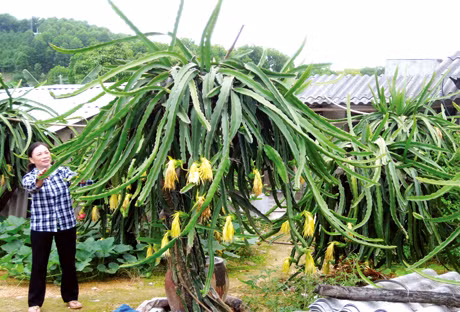 Mô hình trồng thanh long của hội viên, phụ nữ huyện Ba Chẽ đang được nhân rộng.