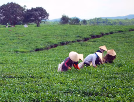 Xã Quảng Long là nơi có diện tích trồng chè lớn nhất huyện Hải Hà. Ảnh: Công Thành