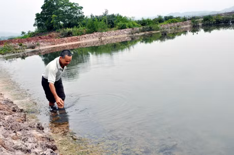 Toàn bộ tôm nuôi trong ao của gia đình ông Vũ Văn Để, thôn Hà Thụ đã bị chết, một số con còn sót lại cũng đang thoi thóp.