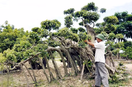 Anh Nguyễn Quang Khiết (thôn Tân Lập, xã Tân Việt, huyện Đông Triều) chăm sóc cây sanh cổ trong vườn nhà mình.