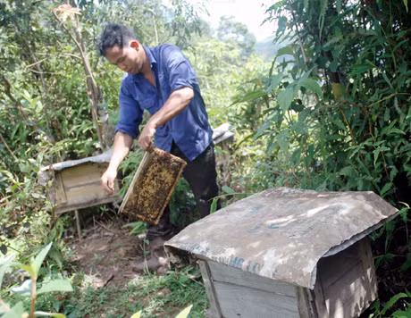 Anh Hải đang kiểm tra đàn ong của mình.