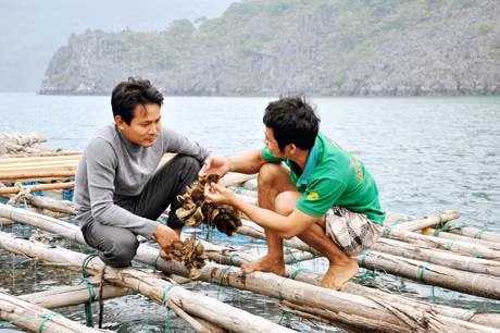 Dự án “Xây dựng mô hình ứng dụng công nghệ sản xuất giống nhân tạo và ương nuôi tu hài thương phẩm tại huyện Vân Đồn” mang lại nghề mới và thu nhập cao cho nhiều hộ dân.
