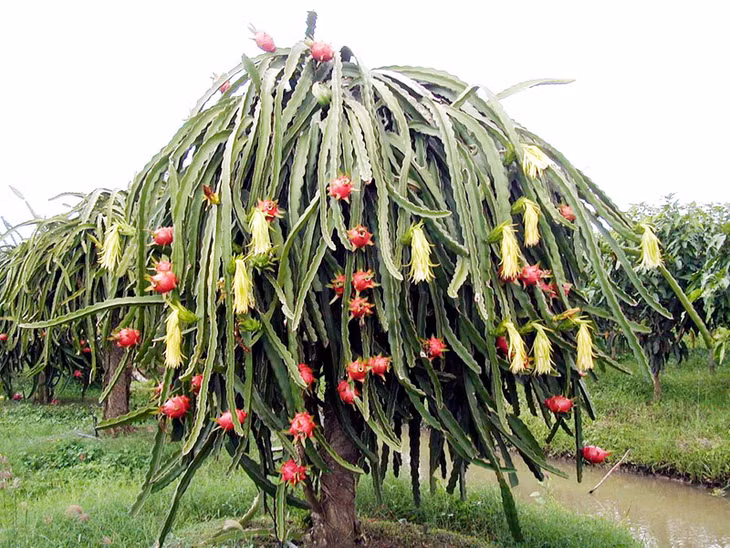 Cây thanh long ruột đỏ phù hợp với thổ nhưỡng phường Phương Đông nên phát triển tốt.