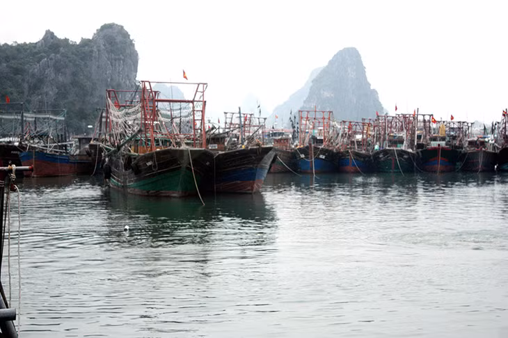 Đội tàu khai thác xa bờ của ngư dân Vân Đồn.