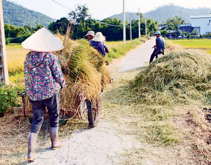 Và dọc con đường, bà con nông dân đang gặt lúa trên cánh đồng Nam Đồng. Những chiếc xe chất đầy những bó lúa chín vàng càng làm cho bức tranh nông thôn mới Cô Tô thêm sinh động, ấm áp...