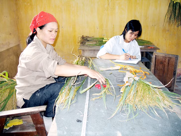 Cán bộ kỹ thuật Công ty CP Giống cây trồng Quảng Ninh phân tích, đánh giá chất lượng các giống lúa trồng khảo nghiệm.
