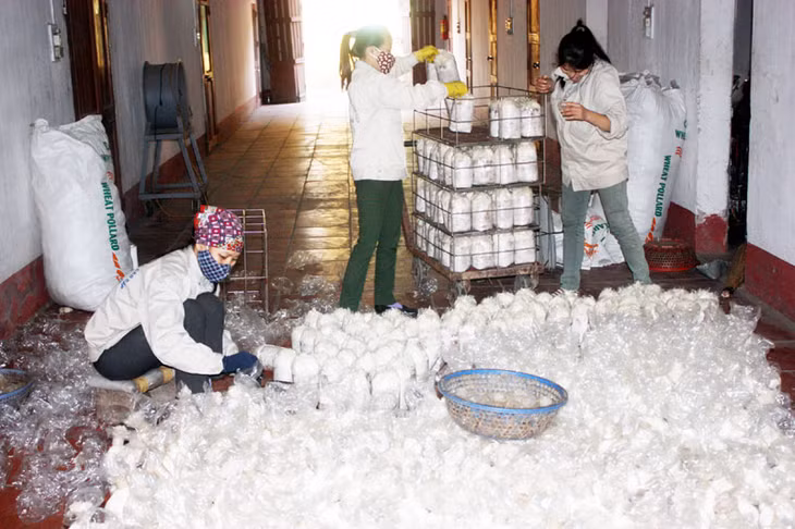 Đóng gói sản phẩm nấm tại Công ty TNHH Long Hải (TX Đông Triều) - một trong những doanh nghiệp KH&CN đầu tiên của tỉnh.
