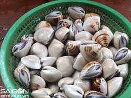 Ngao ta.jpg