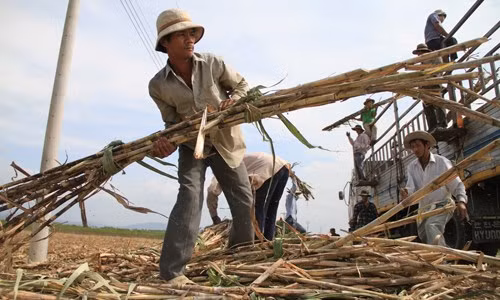Ngành mía đường trong nước sẽ đối mặt với nhiều thách thức trong bối cảnh hội nhập sâu rộng.