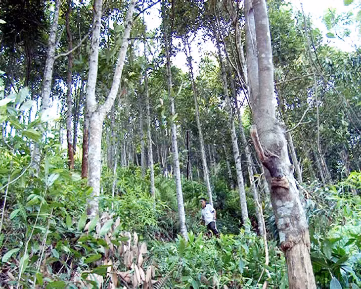 Rừng trồng của gia đình ông Bàn Văn Ban, thôn Khe Giấy, xã Lương Mông (Ba Chẽ).