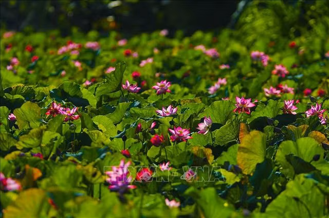 Thơ mộng sen hồng vùng đất cố đô Ninh Bình