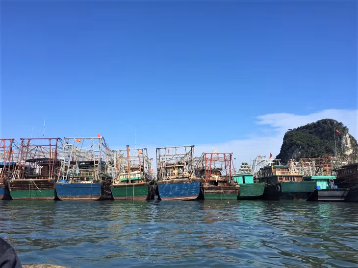 Số lượng tàu ngày càng lớn trong khi nguồn lợi thủy sản ven bờ có hạn. (Trong ảnh: Tàu khai thác thủy sản tập trung tại khi cảng Cái Rồng, huyện Vân Đồn)