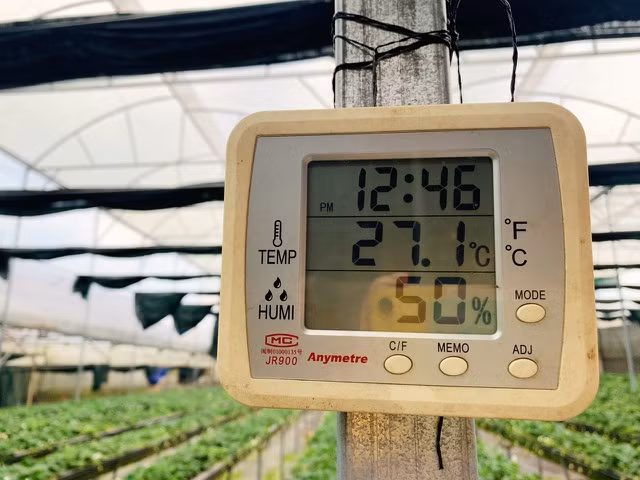 Trồng Bạch Tuyết không thể sử dụng các loại phân bón thông thường mà phải dùng các chế phẩm sinh học hữu cơ sạch thì trái mới thơm, ngọt, thịt mềm. Chi phí đầu tư, chăm sóc cho giống dâu này gấp khoảng 20 lần so với dâu thông thường và khoảng 10 lần so với dâu trồng trên dàn.