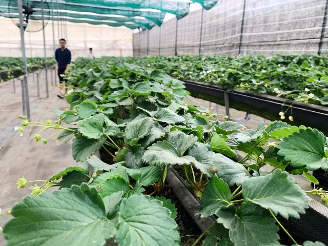 Chủ vườn cho biết: đây là giống dâu cực kì nhạy cảm nên việc trồng thành công không hề dễ. Bắt đầu thử nghiệm trồng từ năm 2018 nhưng sau nhiều lần trồng bằng hạt giống thất bại, đến gần 1 năm sau, chủ vườn mới thu hoạch những quả dâu đầu tiên bằng việc trồng từ cây giống được 