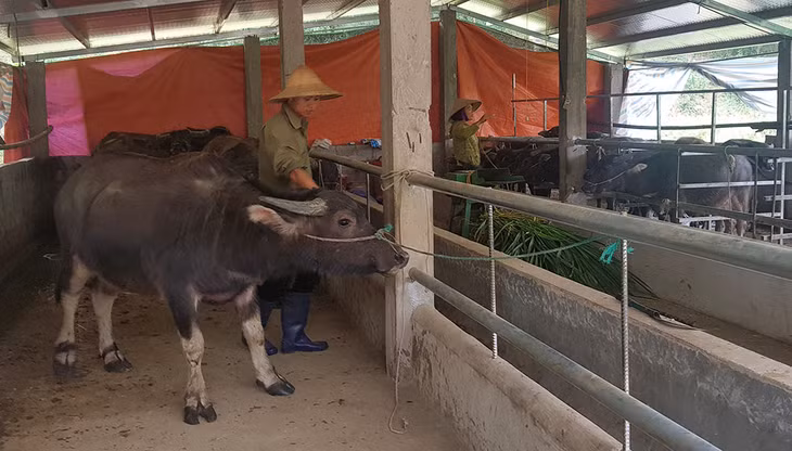 Đàn trâu của gia đình anh Nguyễn Văn Trọng (xã Đồn Đạc, huyện Ba Chẽ) luôn duy trì khoảng 20 con.