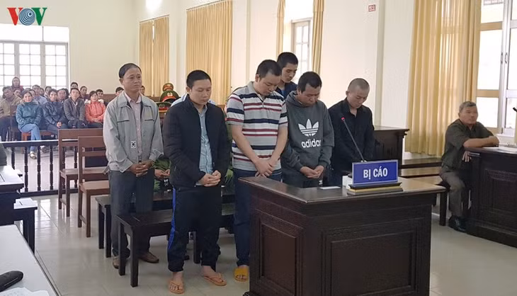 Rừng thông bị chết đứng do các đối tượng đổ thuốc độc.