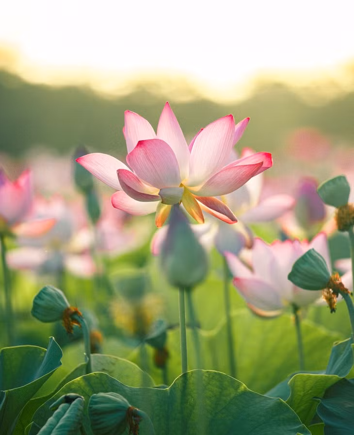 Giữa tháng 6, Công có chuyến du lịch Ninh Bình đúng mùa sen nở rộ. 