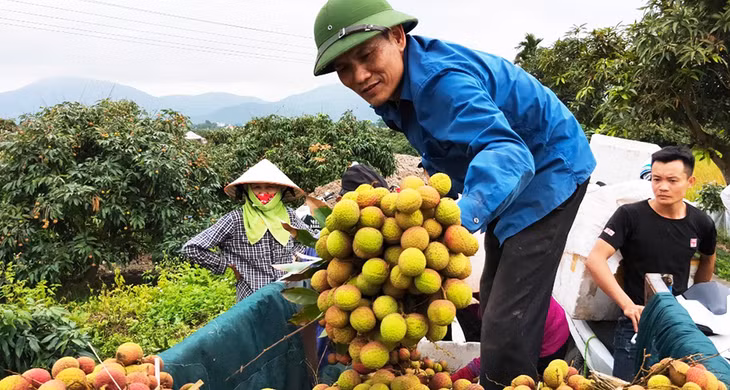 Người dân Phương Nam, TP Uông Bí thu hoạch vải chín sớm Phương Nam.
