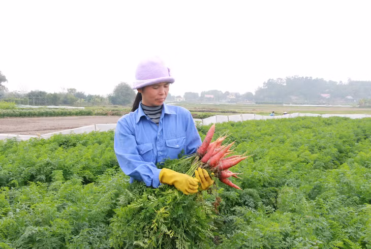Sản phẩm rau an toàn trồng tại phường Cộng Hòa, TX Quảng Yên của Công ty CP Đầu tư và Xây dựng Việt Long. Ảnh: Mạnh Trường