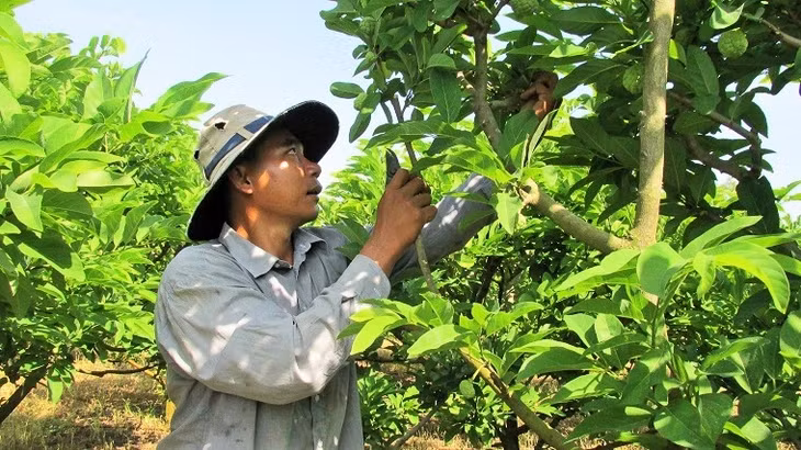 Na là sản phẩm OCOP ở Bà Rịa - Vũng Tàu
