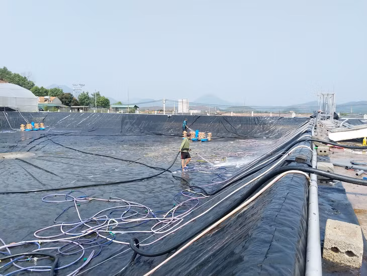  Vệ sinh ao nuôi tại mô hình nuôi tôm 2 giai đoạn theo công nghệ Biofloc của hộ anh Phùng Quang Lộc (xã Hải Lạng, huyện Tiên Yên).