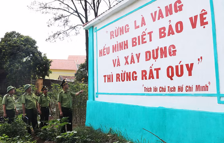 Lực lượng kiểm lâm Quảng Yên khảo sát thực địa giữ rừng thông Yên Lập.