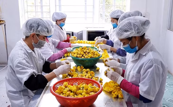 Chế biến sản phẩm trà hoa vàng tại Công ty CP Lâm sản Đạp Thanh, xã Đạp Thanh.