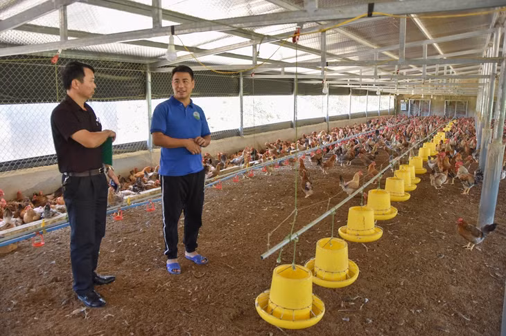Hợp tác xã sản xuất kinh doanh Tuyền Hiền là đơn vị tiên phong trong xây dựng, đưa thương hiệu gà bản Đầm Hà ra thị trường.